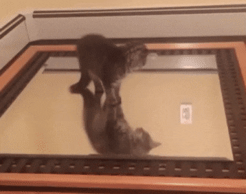 Cat on a mirror.gif