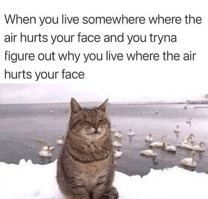 cat-somewhere-where-live-air-hurts-face-and-tryna-figure-out-why-live-where-air-hurts-face.png