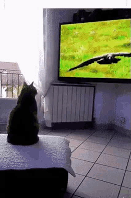 Cat spooked by raven.gif