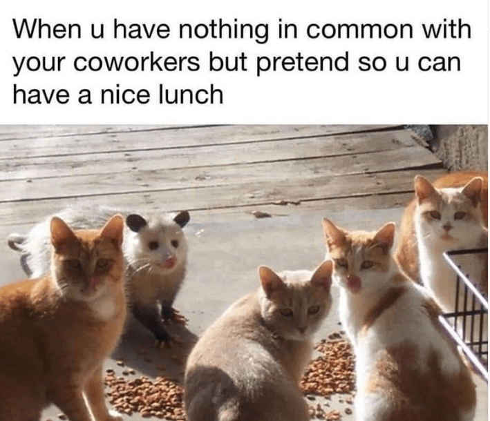 cat-u-have-nothing-common-with-coworkers-but-pretend-so-u-can-have-nice-lunch.png