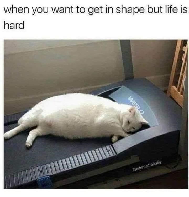 cat-want-get-shape-but-life-is-hard-weslo-tatumstrangely.jpeg