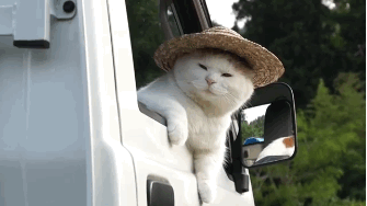 Cat with a Hat.gif