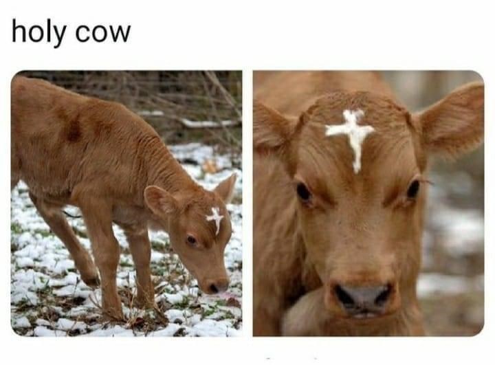 cattle-holy-cow.jpg