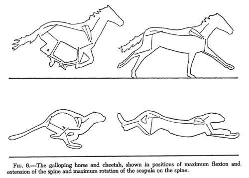cheetah spinal flexion and scapular rotation vs. horse from Hildebrand maybe.jpg