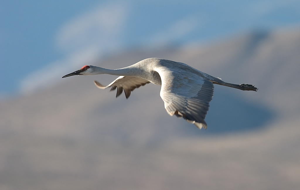 Crane_CRW_3029.jpg