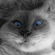 CrossEyed Cat Avatar 192px.jpg