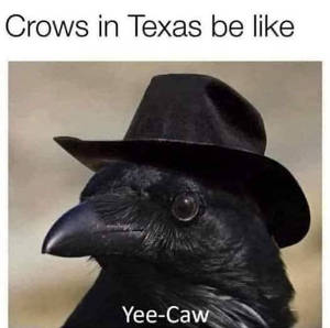 crow_boys_of_texas_by_squirrelnuts15_dfwhjug-300w.jpg