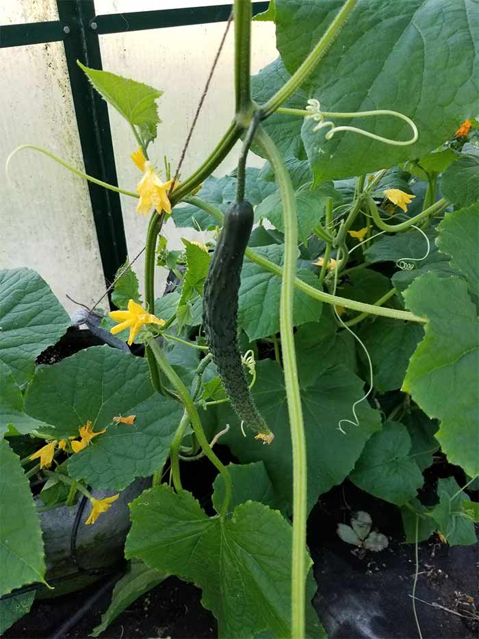 Cucumber in greenhouse.jpg