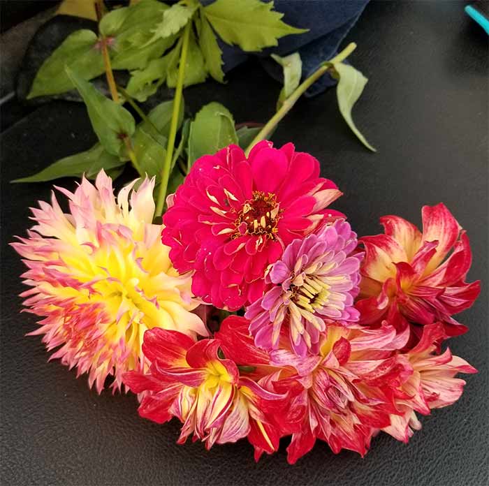 Dahlia Flowers.jpg