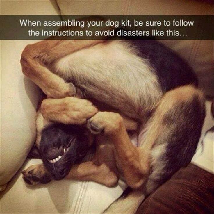 dog-assembling-dog-kit-be-sure-follow-instructions-avoid-disasters-like-this.jpeg