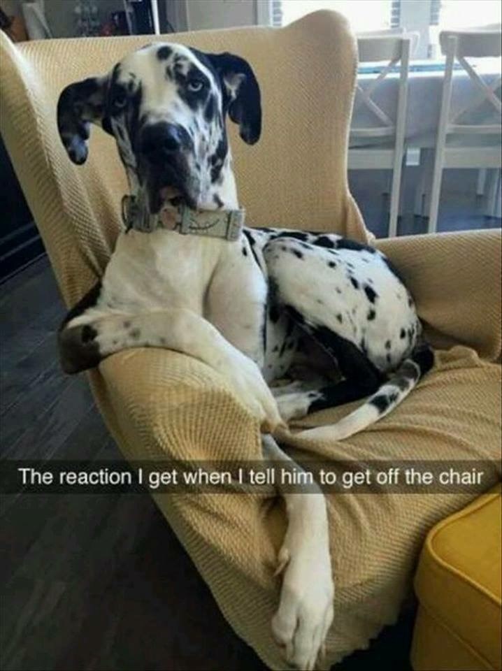 dog-reaction-get-tell-him-get-off-chair.jpeg