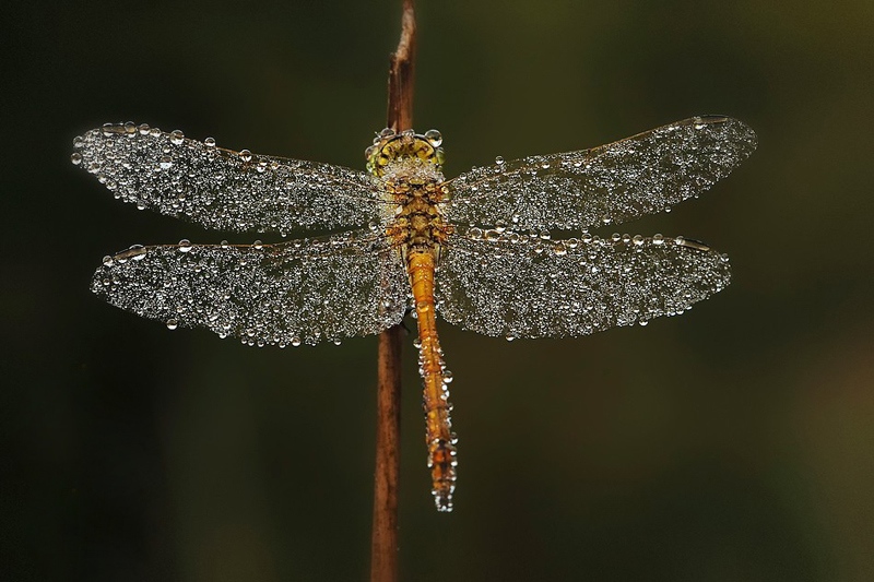 dragonfly-with-dew-on-it-by-andre-baumann.jpg