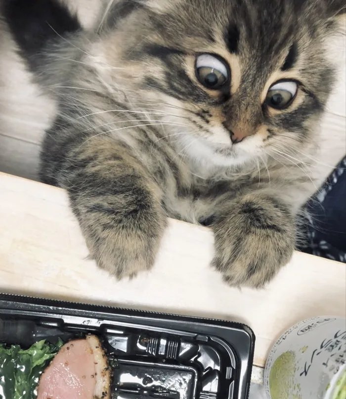 Find-someone-who-looks-at-you-the-way-this-cat-looks-at-food.jpg