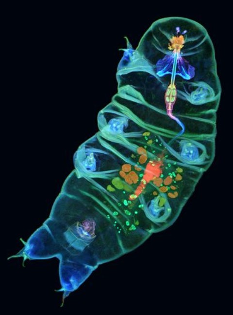 Fluorescent Tardigrade.jpg