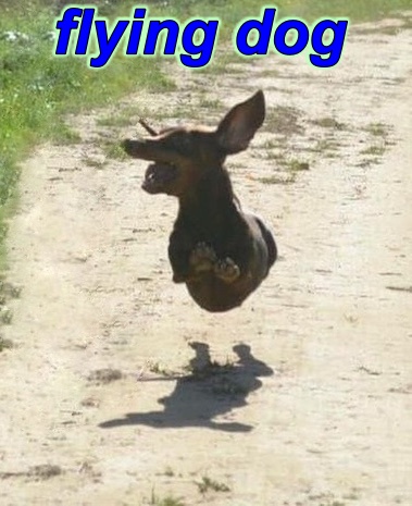 flying dog.jpg