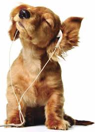 Golden Retriever puppy with earbuds.jpeg