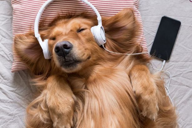 Golden Retriever with headphones.jpg