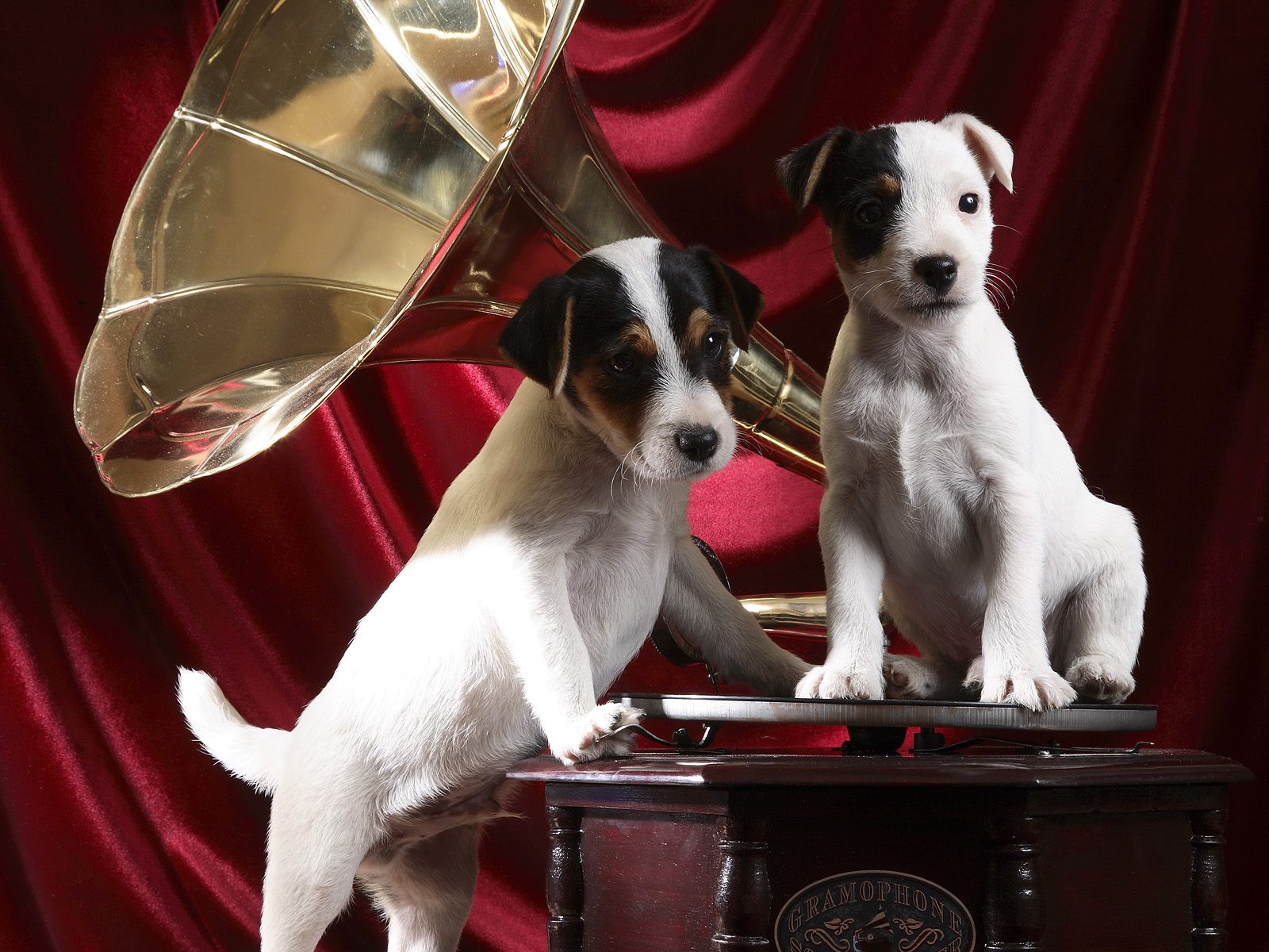 Gramophone Pups.jpg