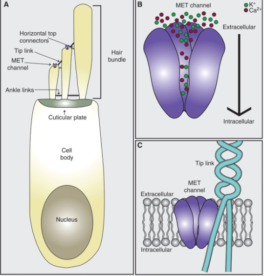 hair cell.PNG