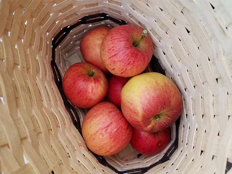 Handmade fruit basket.jpg