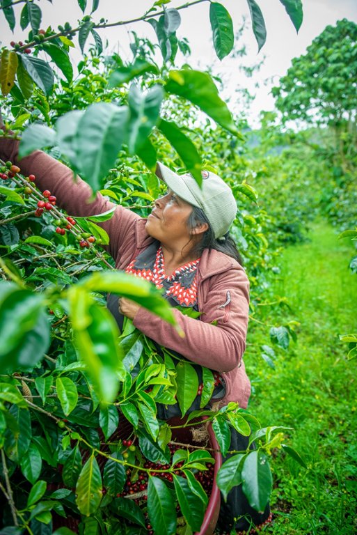 Harvesting Coffee.jpg