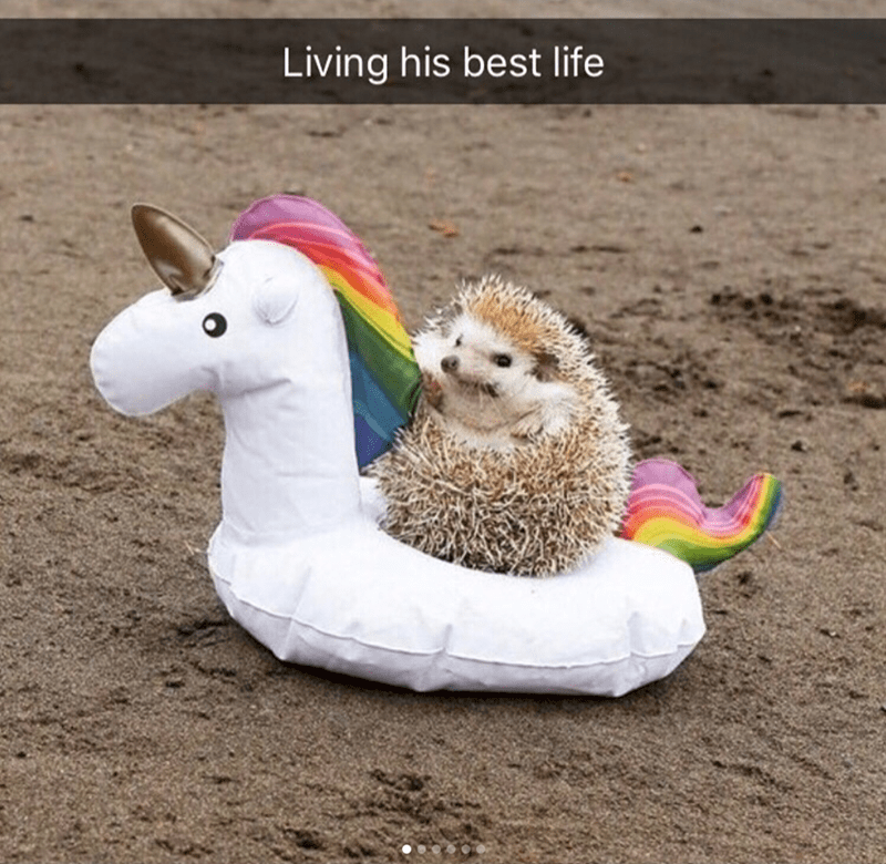 hedgehog-living-his-best-life.png