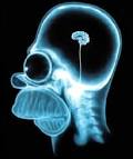Homer Brain.jpg