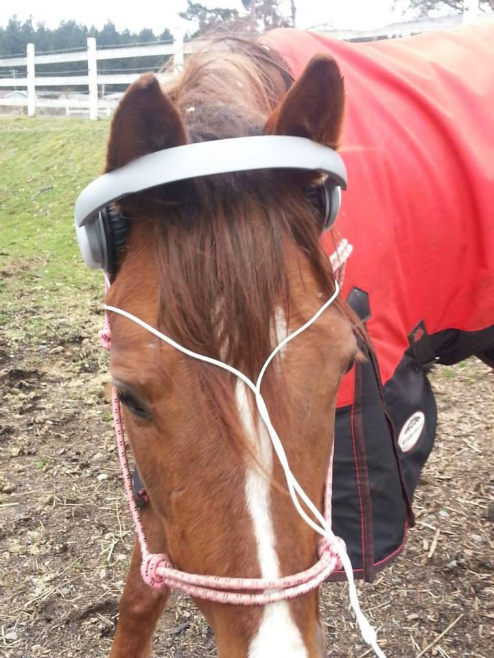 Horse-in-headphones.jpg