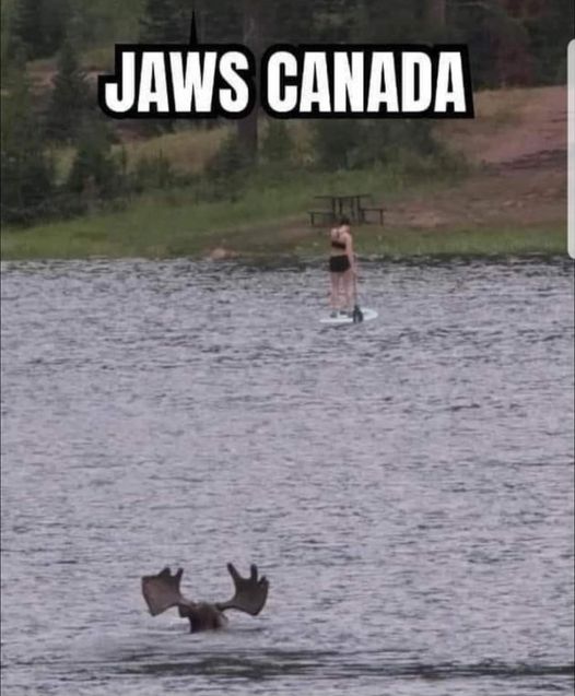 jaws.jpg