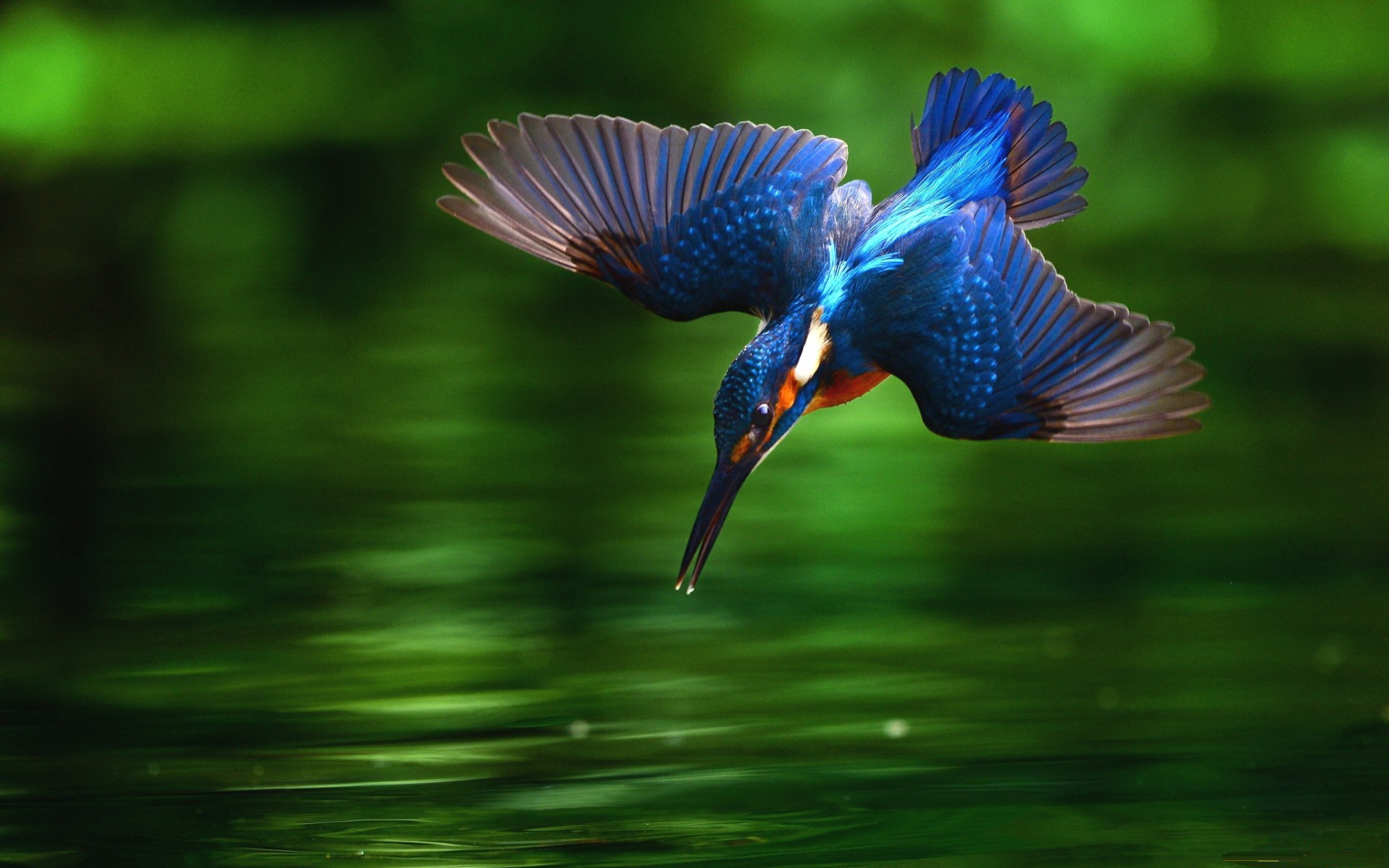 Kingfisher Desktop.jpg