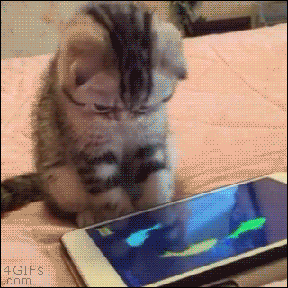 Kitty with fish.gif