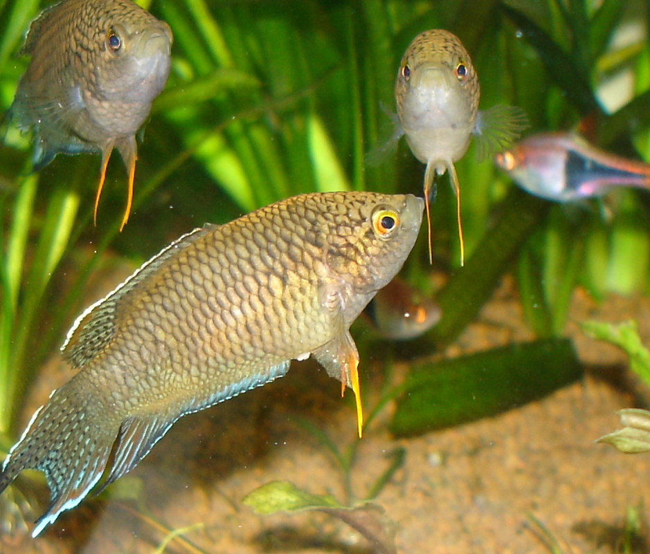 macropodus.concolor-3-females.jpg