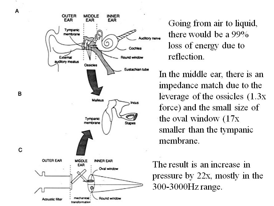 Middle Ear.JPG