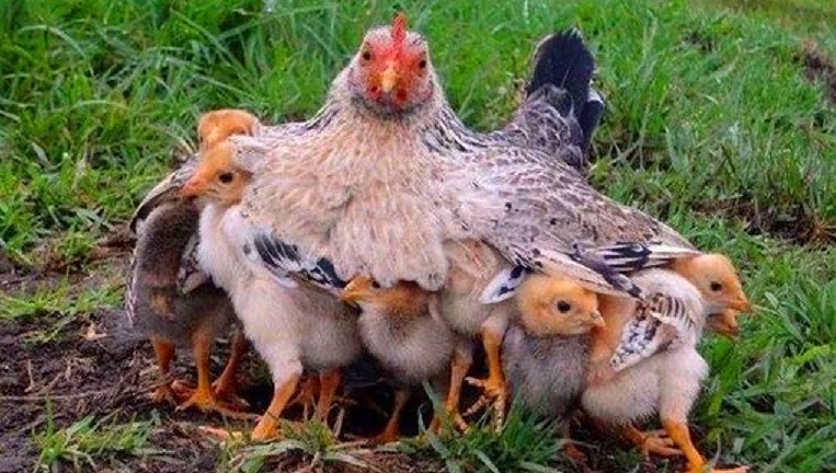 mother hen.jpg