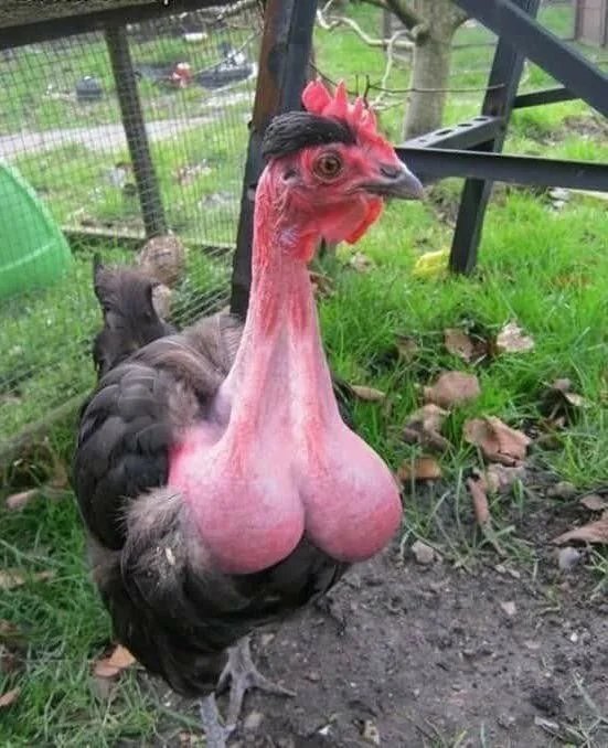 Nice-cock.jpg