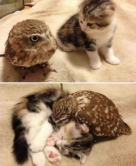 Owl and Pussycat.jpg