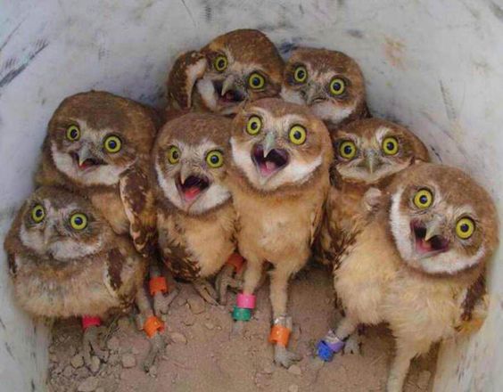 Owl Babies Surprised.jpg