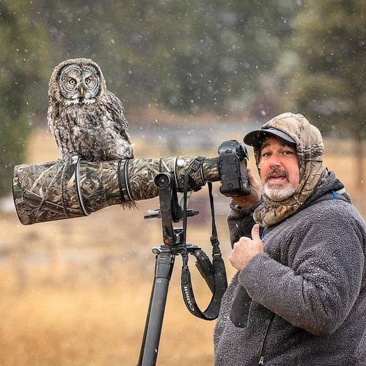 Owl Camera Perch.jpg