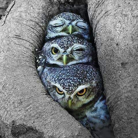 Owl Wink Sleepy.jpg