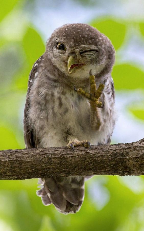 Owl Wink Wave.jpg