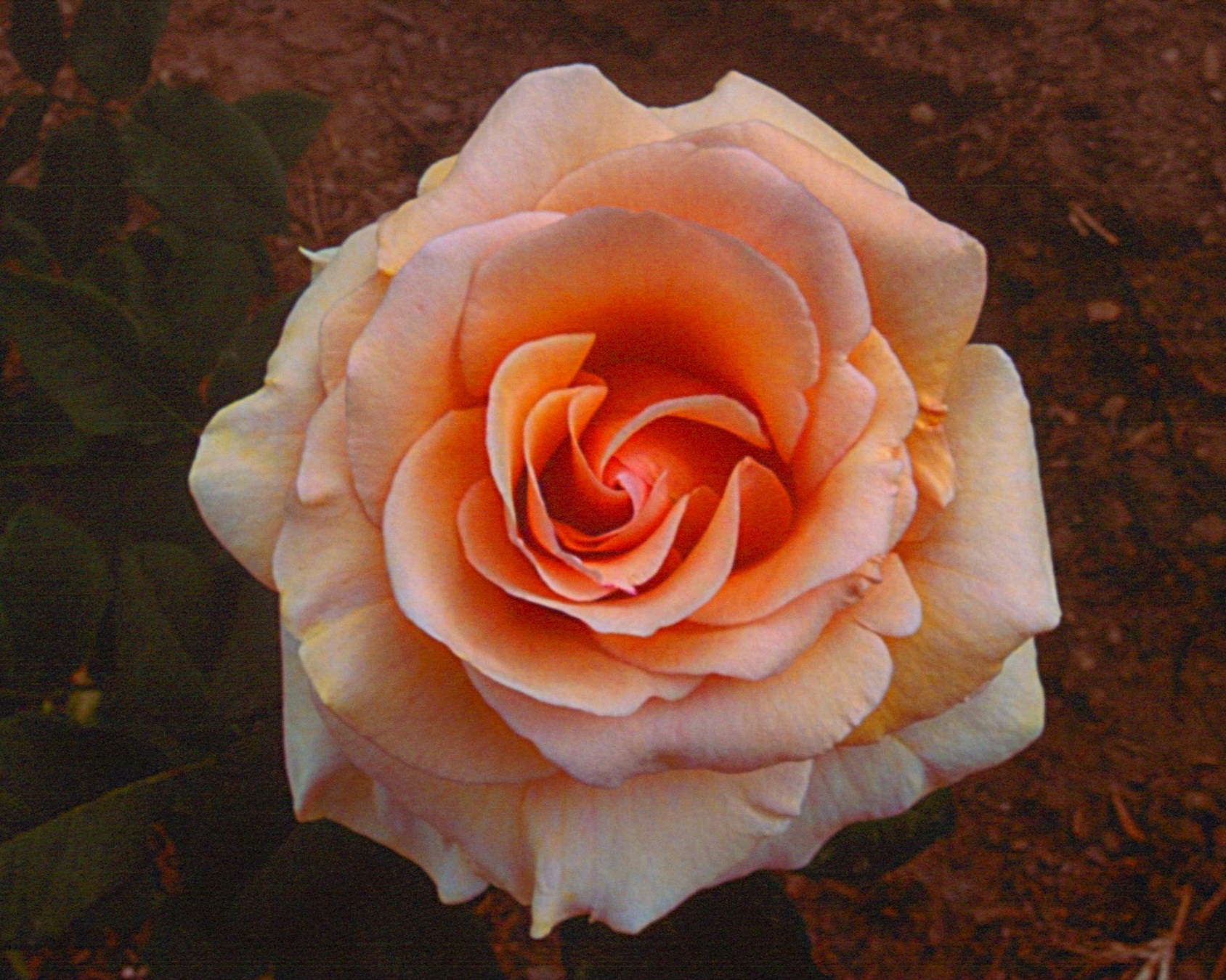 peach rose.jpg