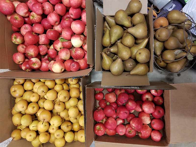 Pears and Apples.jpg