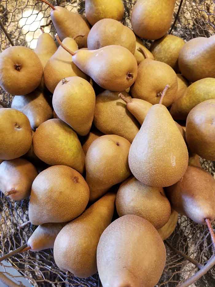 pears-small.jpg