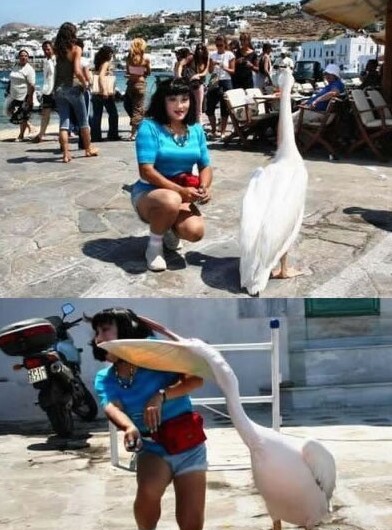 pelican_attack.jpg