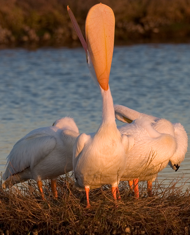 Pelican_singing_CRW_6461.jpg