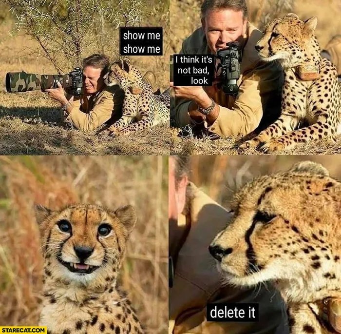 Picky-cheetah.jpg