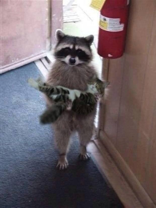 raccoon with cat.jpg