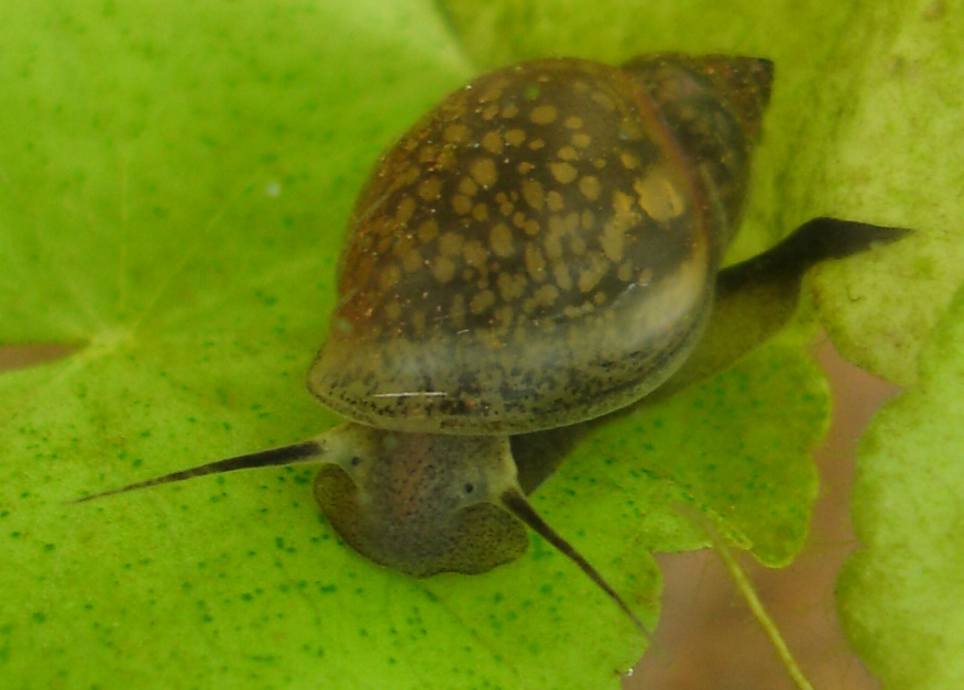 schnecke1.jpg