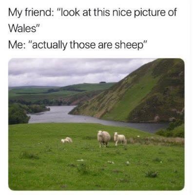 sheep-my-friend-look-at-this-nice-picture-wales-actually-those-are-sheep.jpg