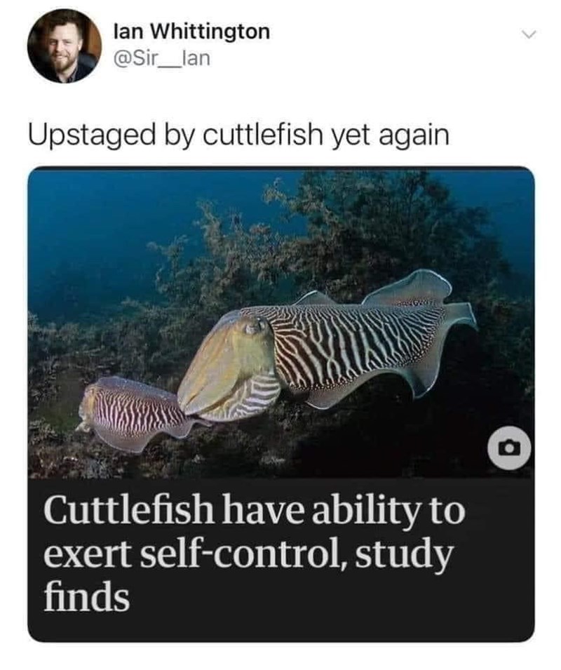 sir_lan-upstaged-by-cuttlefish-yet-again-cuttlefish-have-ability-exert-self-control-study-finds.jpeg